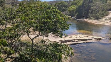 Para ilmuwan menemukan “jalan raya” tersembunyi yang menghubungkan hutan hujan Brasil